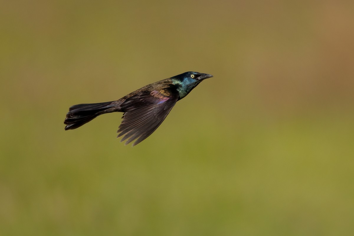 Common Grackle - ML620503118