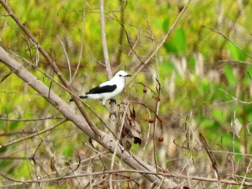 Pied Water-Tyrant - ML620503119