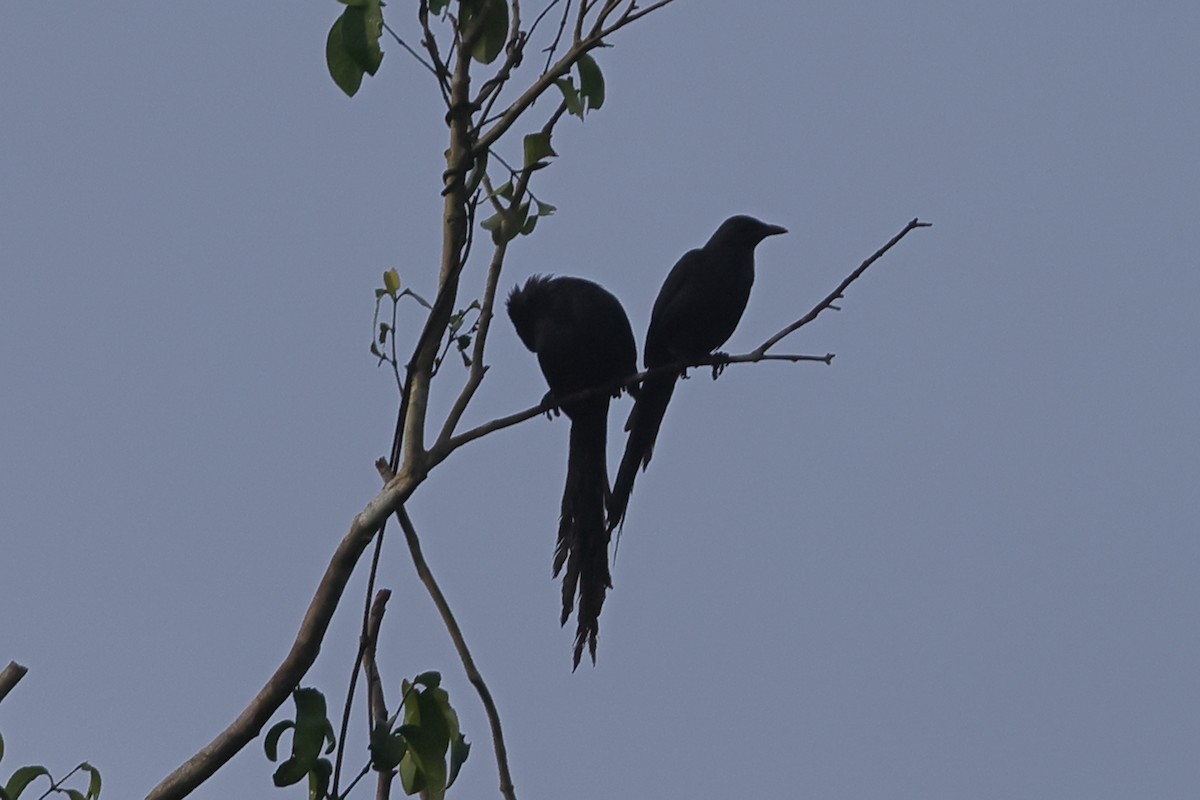Long-tailed Starling - ML620503123