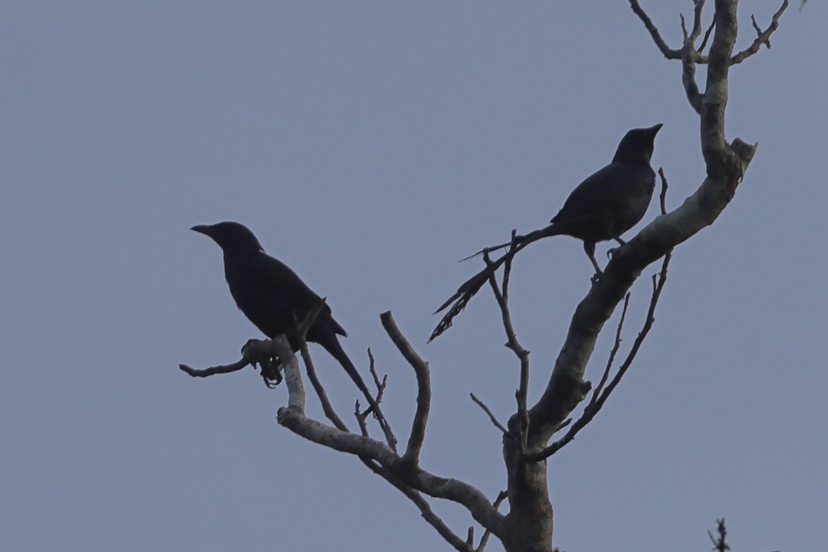 Long-tailed Starling - ML620503124