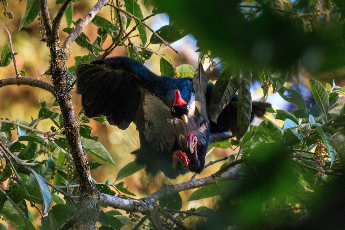 Horned Guan - ML620503125