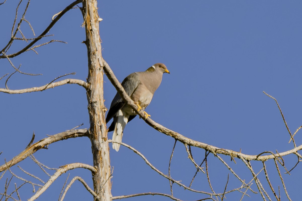 Band-tailed Pigeon - ML620503127