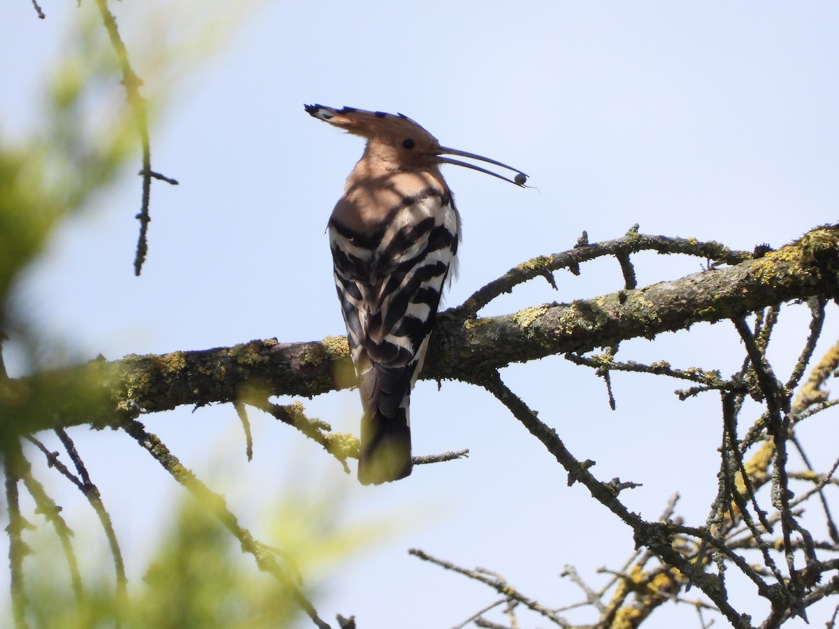 Eurasian Hoopoe - ML620503131