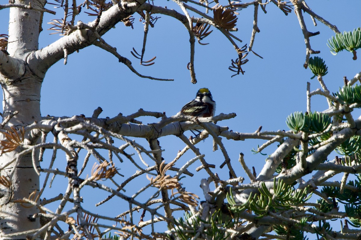 Chestnut-sided Warbler - ML620503133