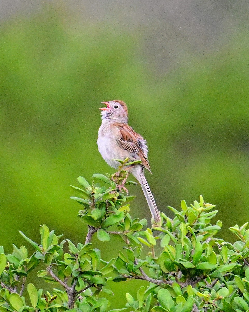 Field Sparrow - ML620503134