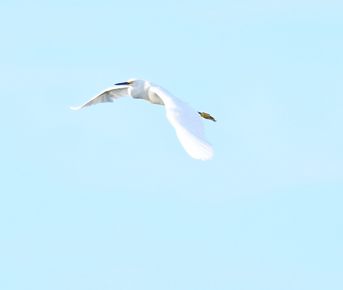 Snowy Egret - ML620503145
