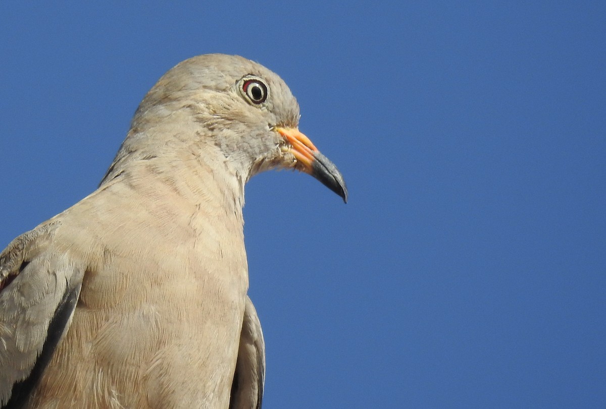 Croaking Ground Dove - ML620503149