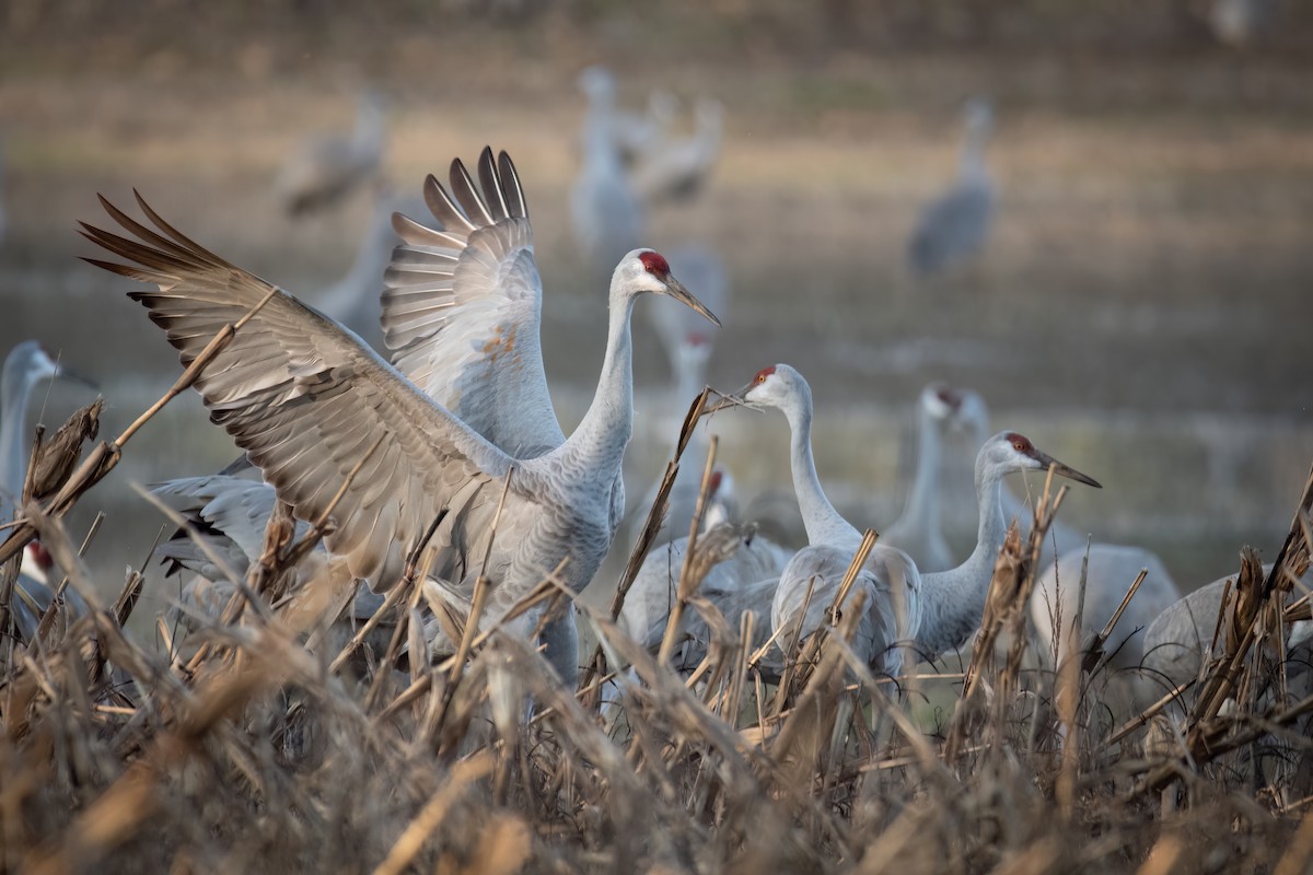 Sandhill Crane - ML620503156