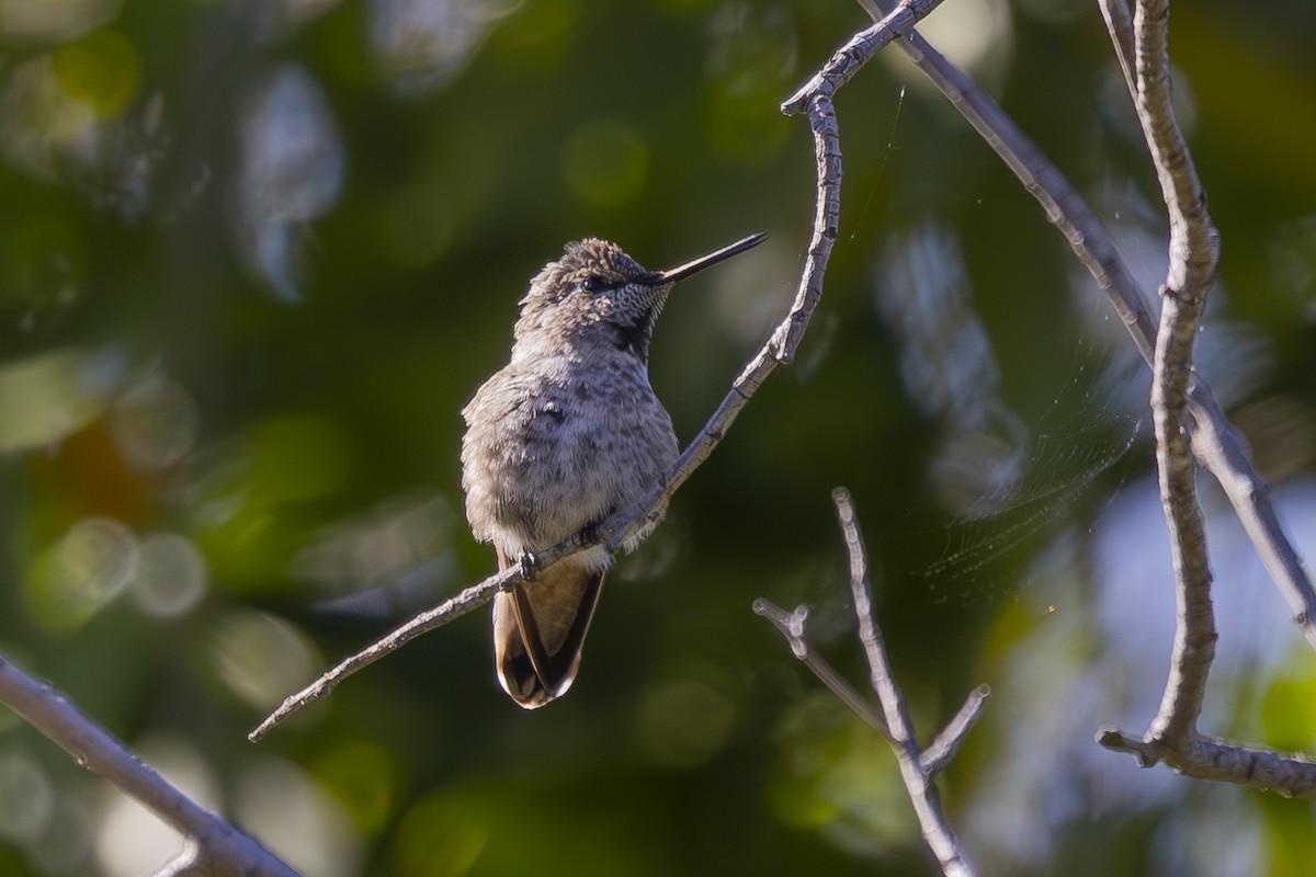 Anna's Hummingbird - ML620503158