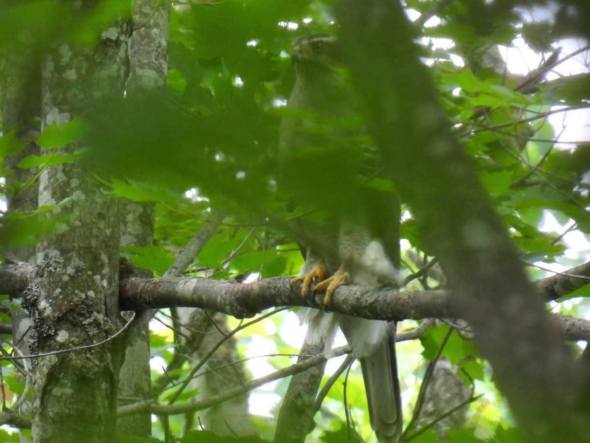 American Goshawk - ML620503159