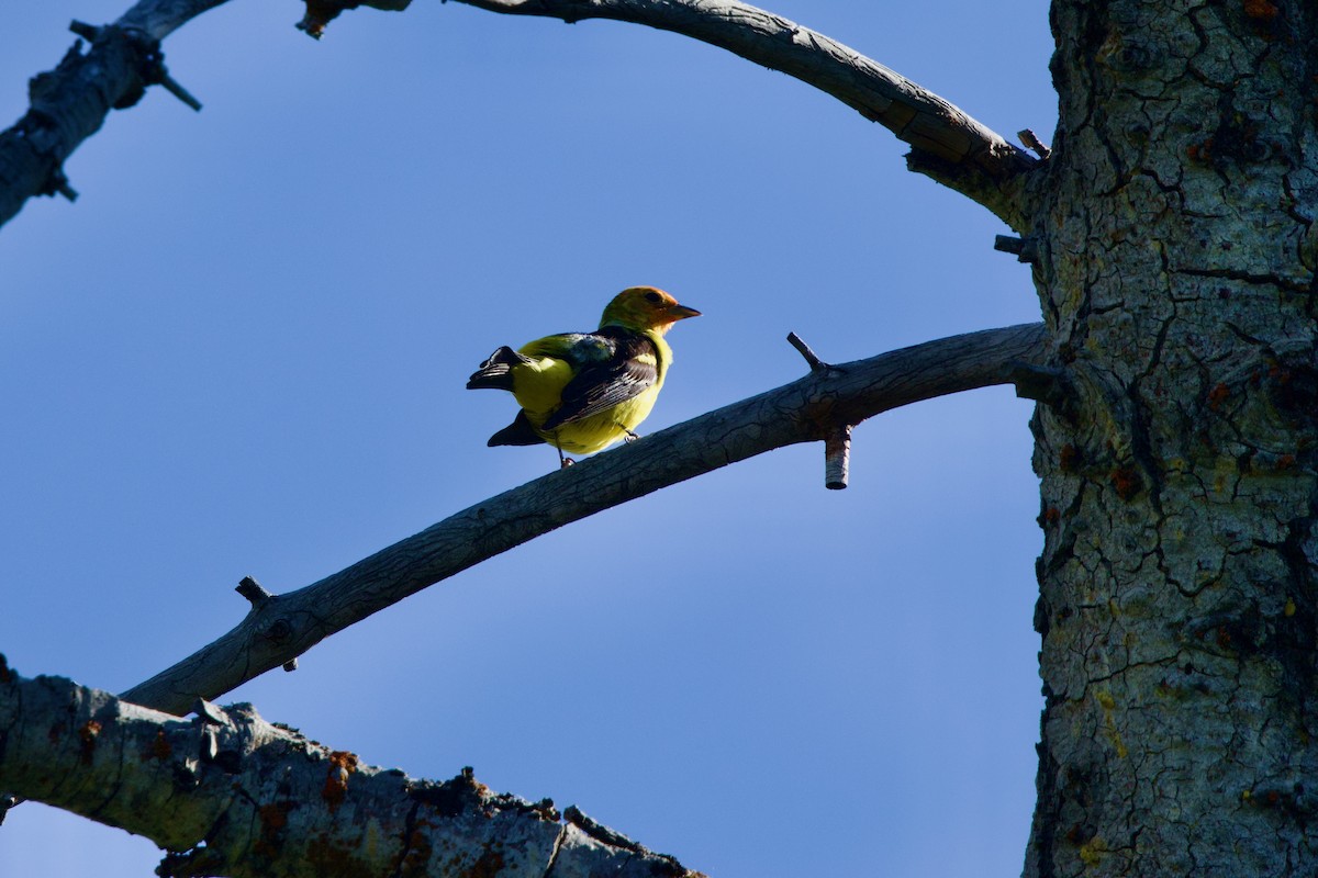 Western Tanager - ML620503160