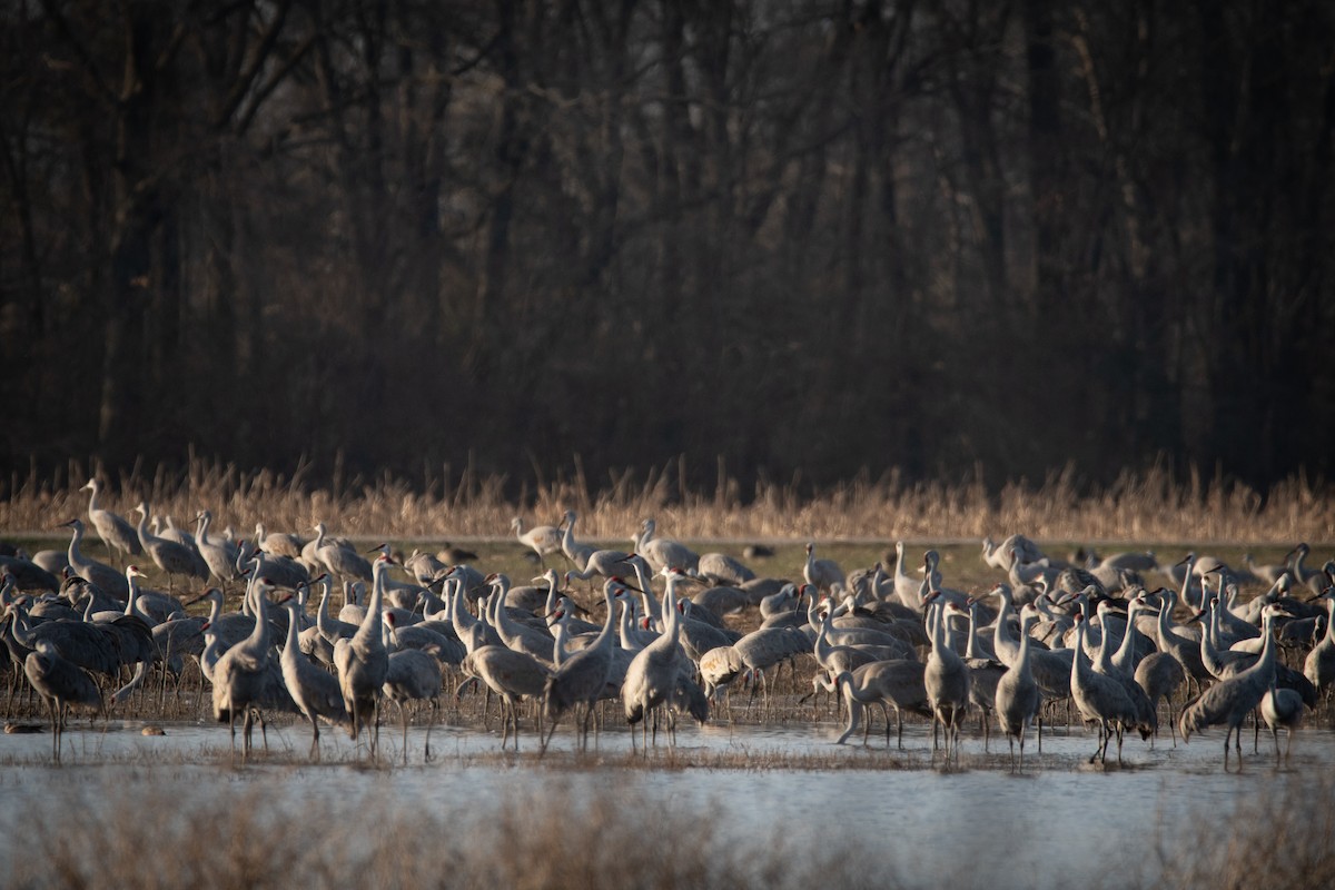 Sandhill Crane - ML620503161