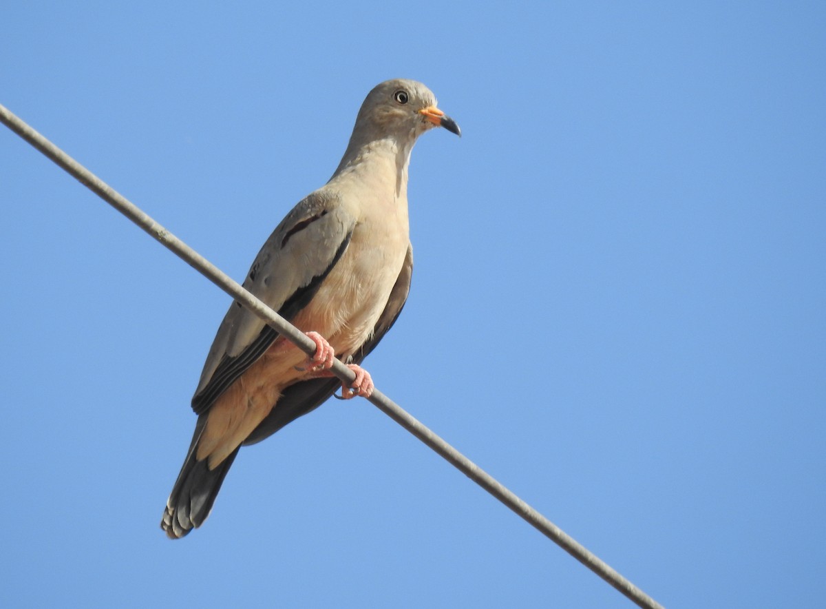 Croaking Ground Dove - ML620503163