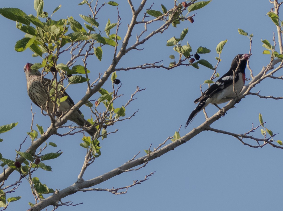 Rose-breasted Grosbeak - ML620503164