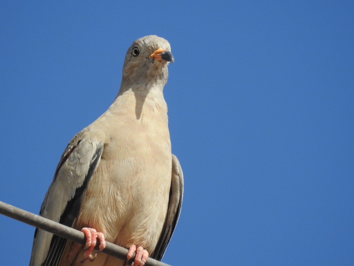 Croaking Ground Dove - ML620503165