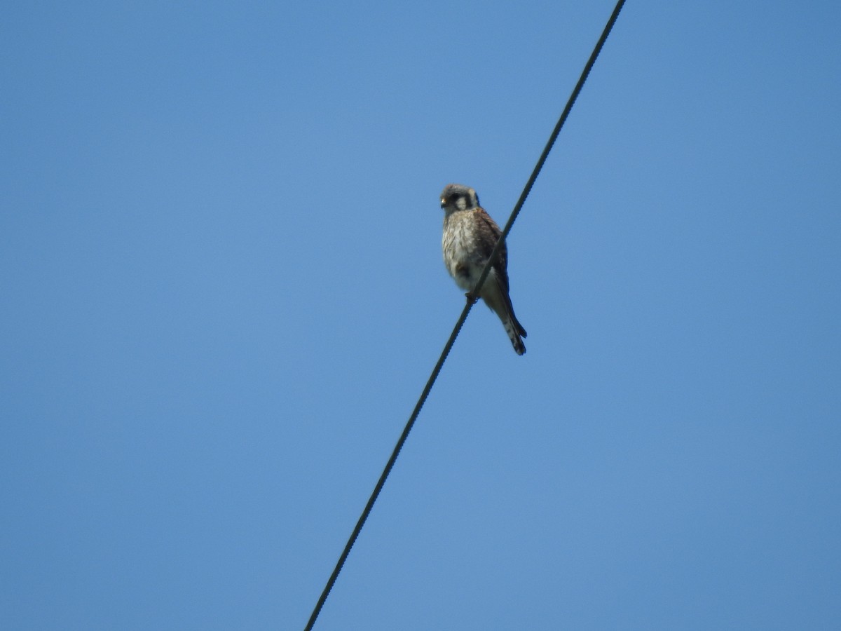 American Kestrel - Gerald Thurn