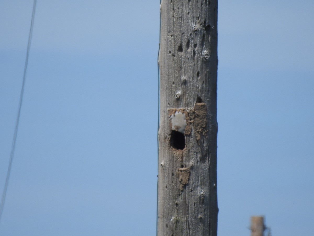 American Kestrel - ML620503169