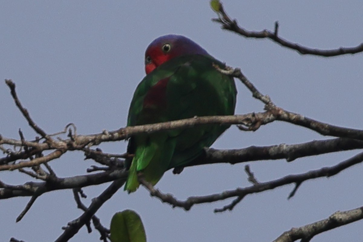 Red-cheeked Parrot - ML620503170