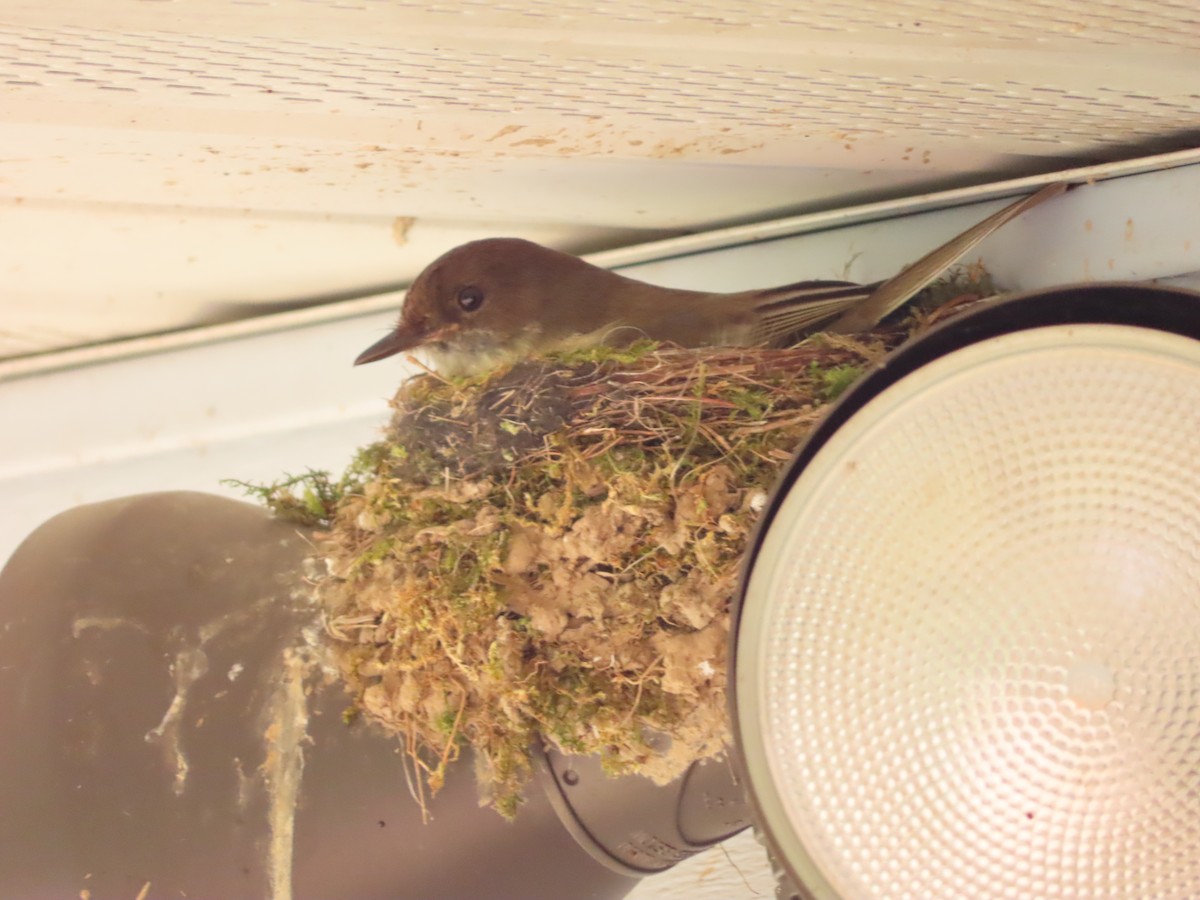 Eastern Phoebe - ML620503171