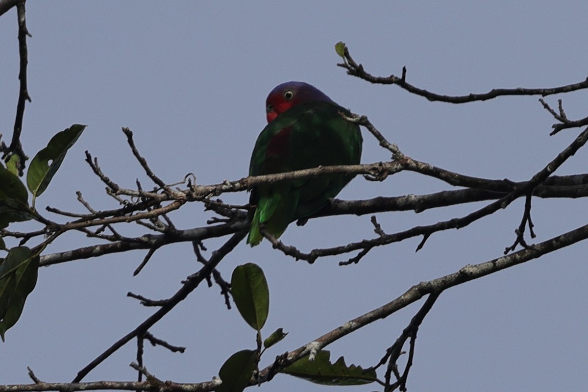 Red-cheeked Parrot - ML620503173