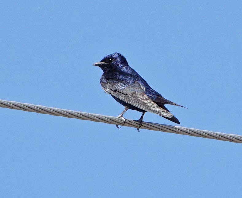 Golondrina Purpúrea - ML620503177