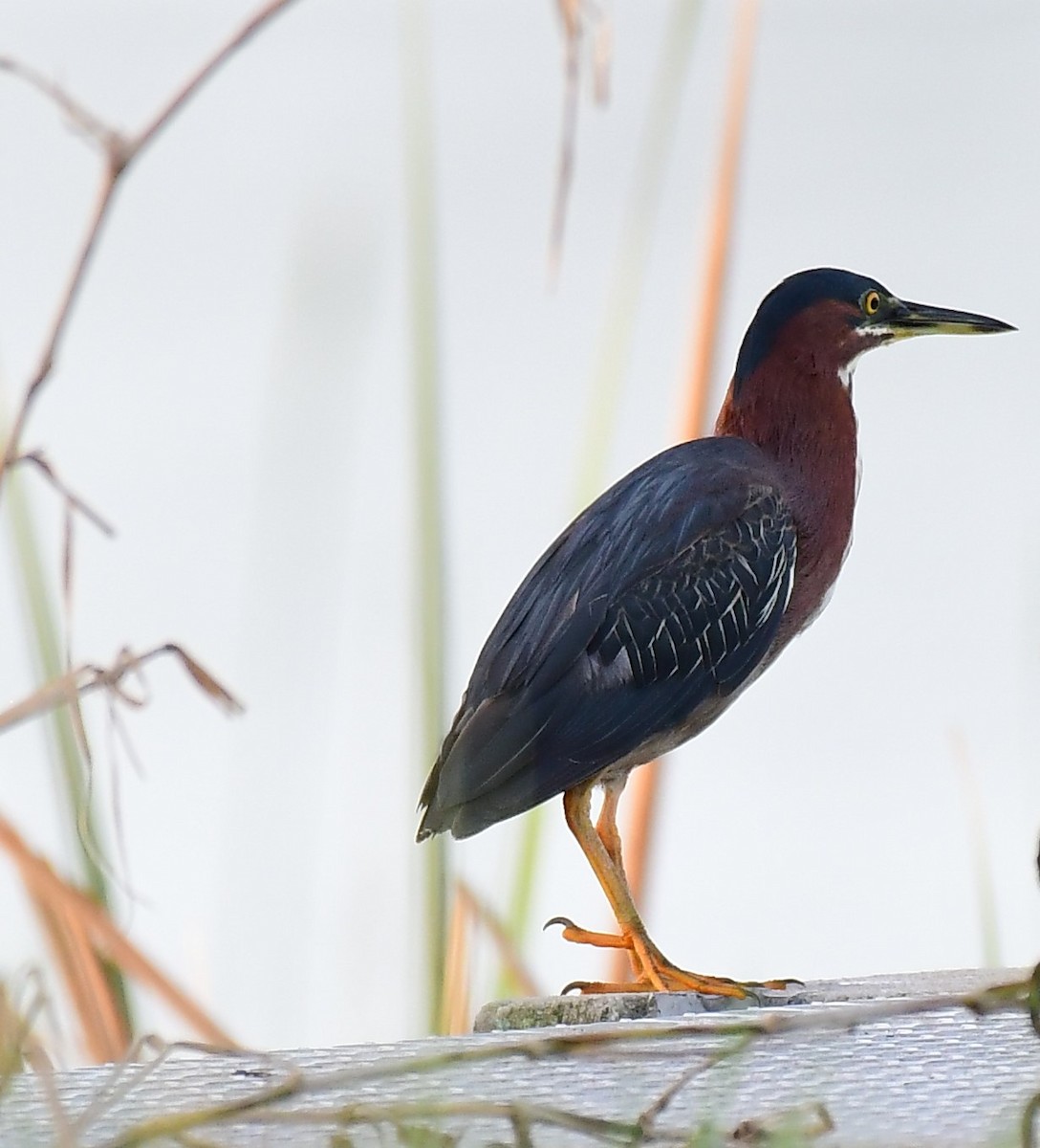 Green Heron - ML620503178