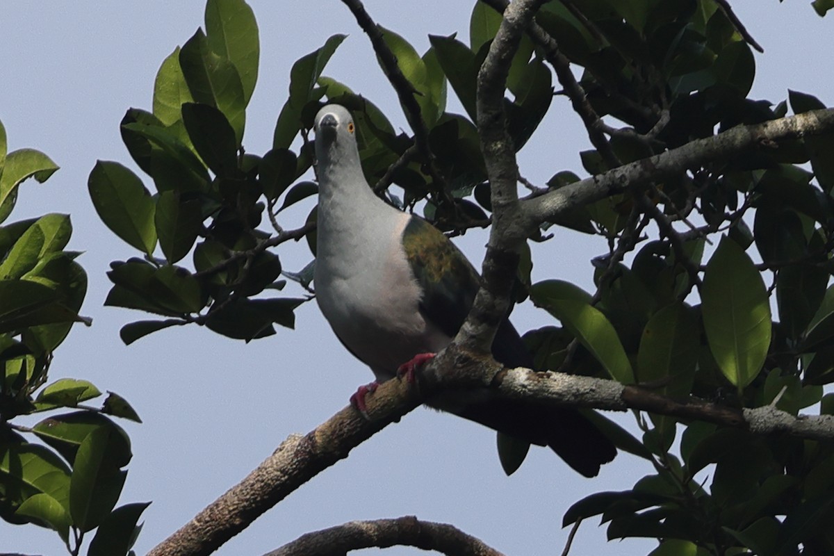 Geelvink Imperial-Pigeon - ML620503183