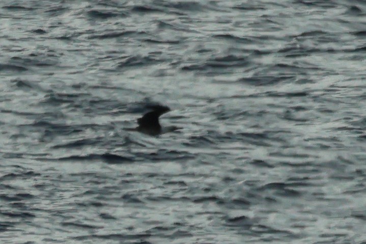 Red-footed Booby - ML620503184