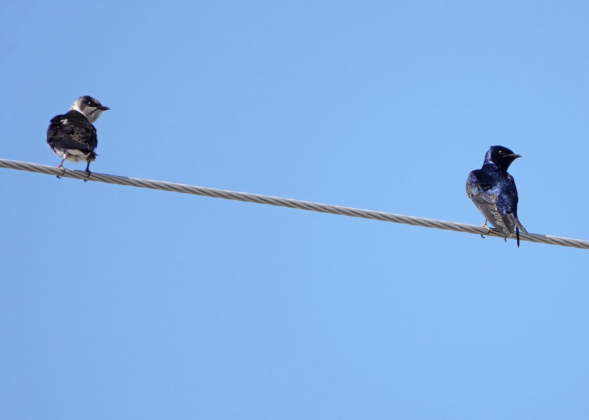 Purple Martin - ML620503186