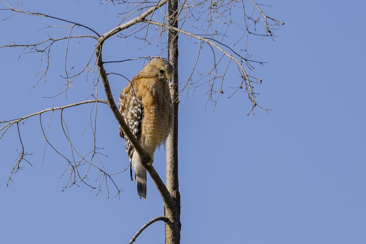 Red-shouldered Hawk - ML620503188