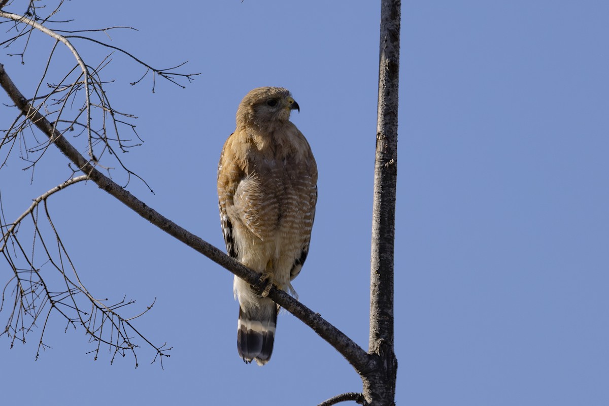 Red-shouldered Hawk - ML620503190