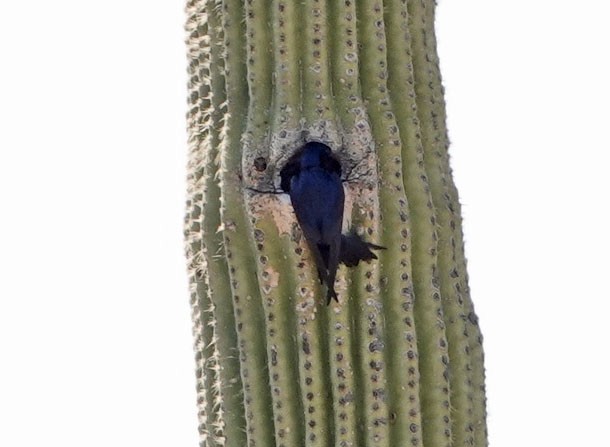 Golondrina Purpúrea - ML620503202