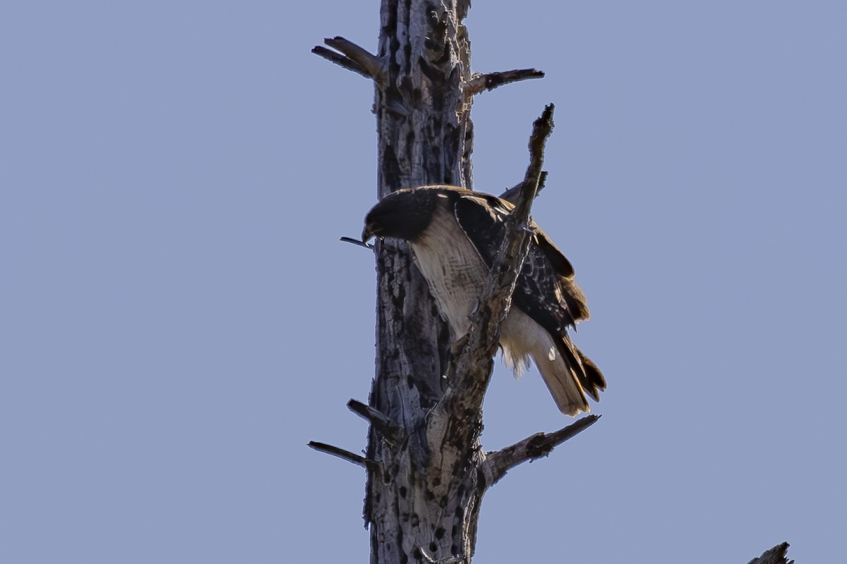 Red-tailed Hawk - ML620503203