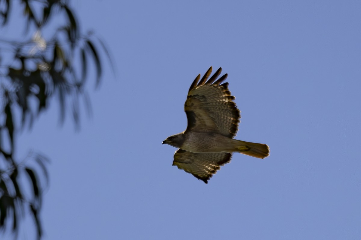 Red-tailed Hawk - ML620503204