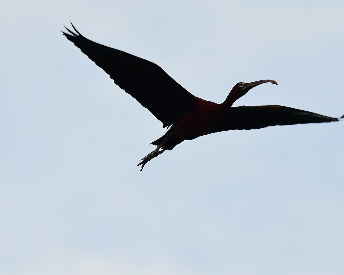 ibis hnědý/americký - ML620503205