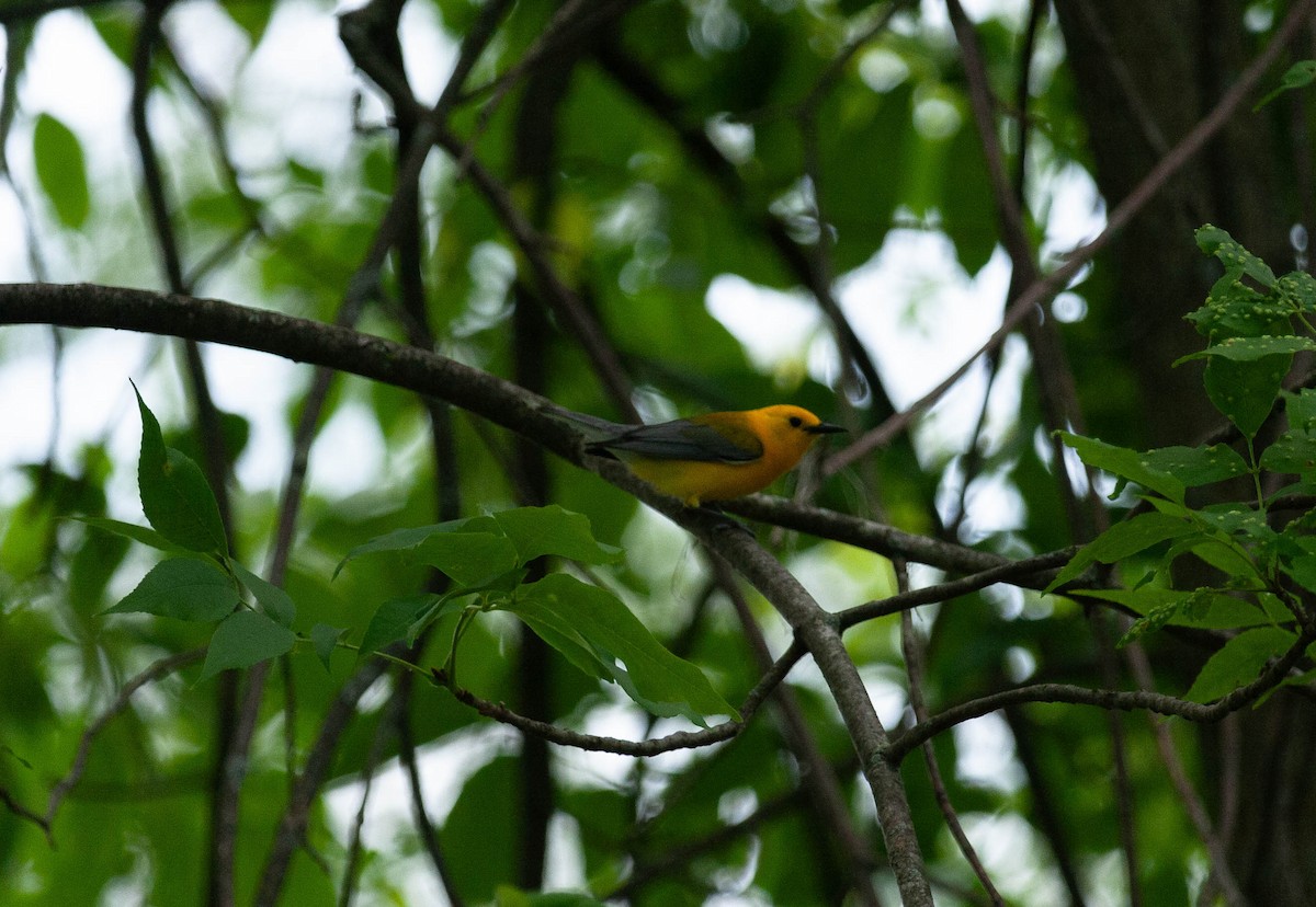 Prothonotary Warbler - Andrew S