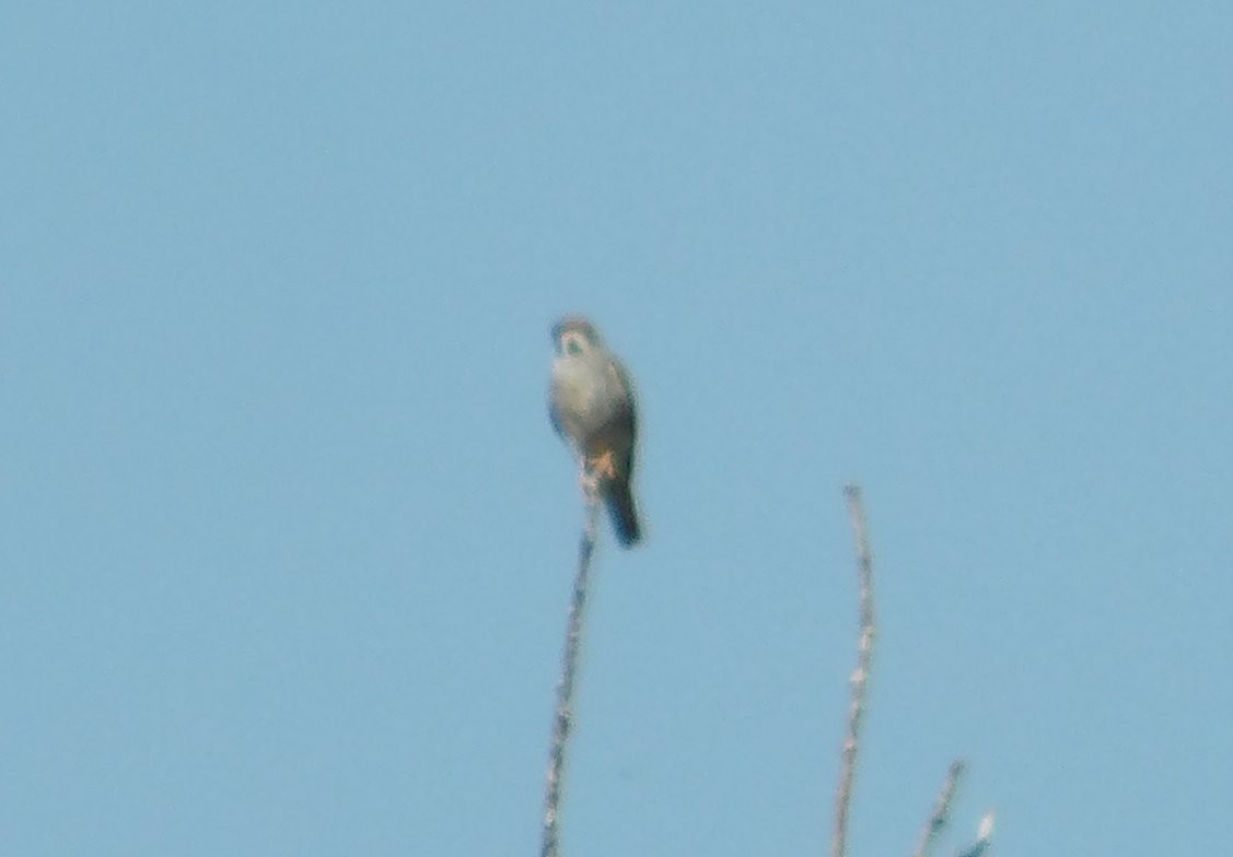 American Kestrel - ML620503215