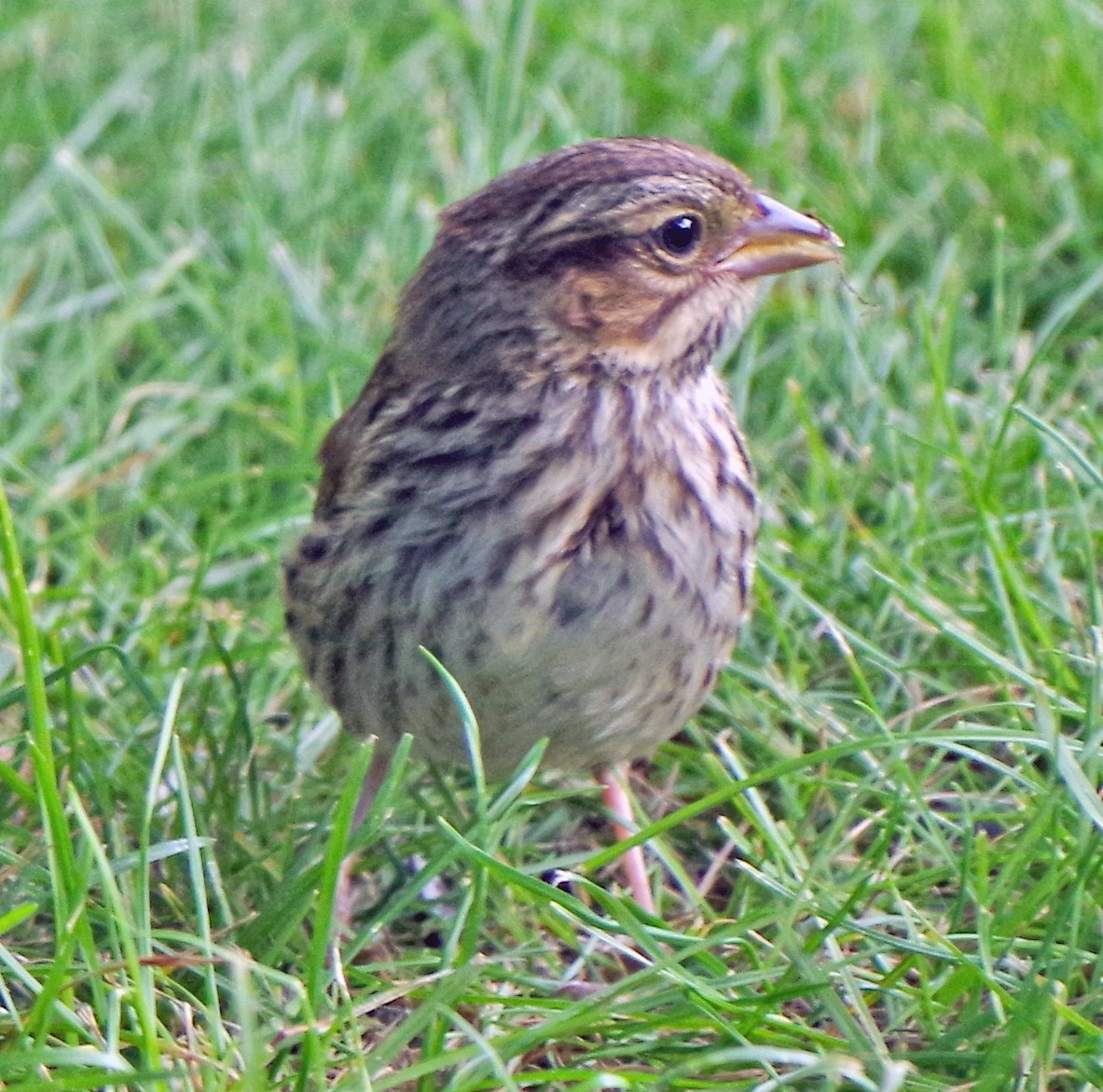 Song Sparrow - ML620503220