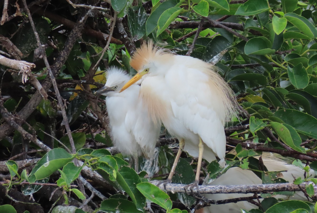 Египетская цапля (ibis) - ML620503221