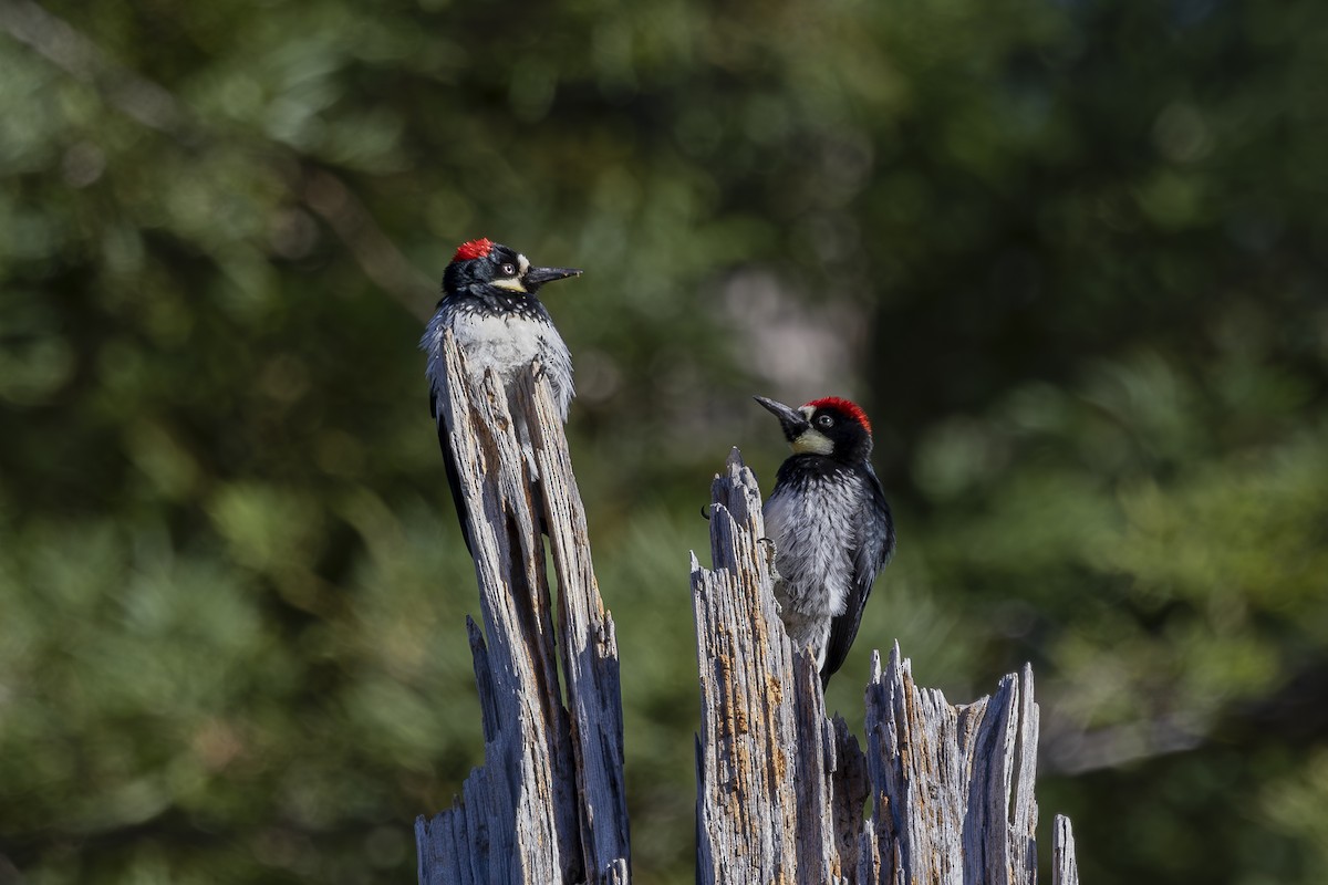 Acorn Woodpecker - ML620503226