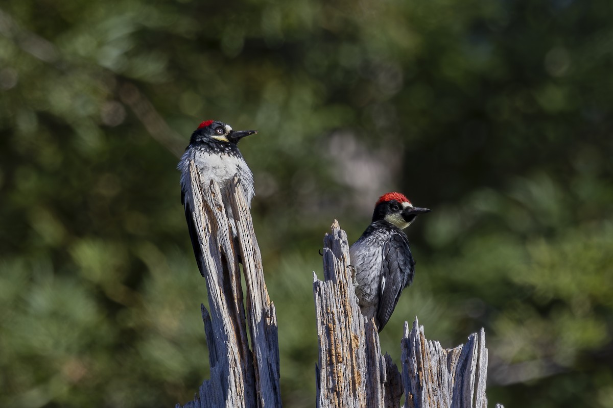 Acorn Woodpecker - ML620503227