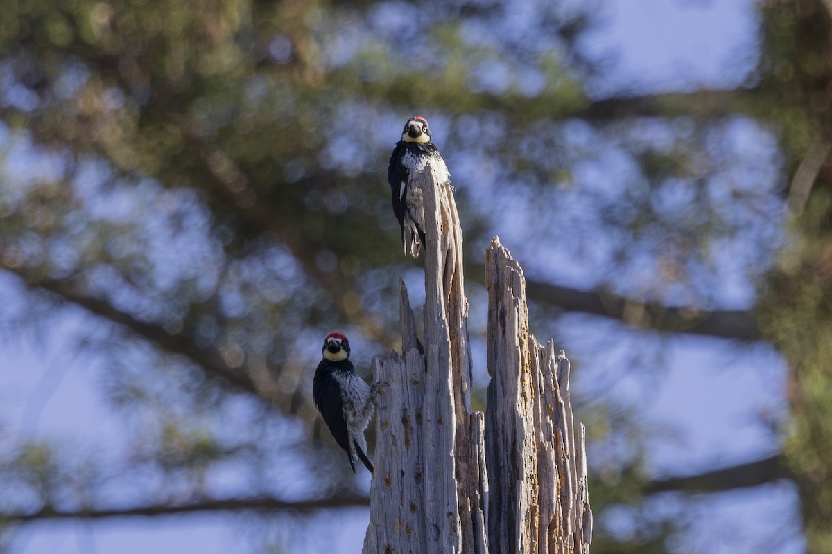 Acorn Woodpecker - ML620503229