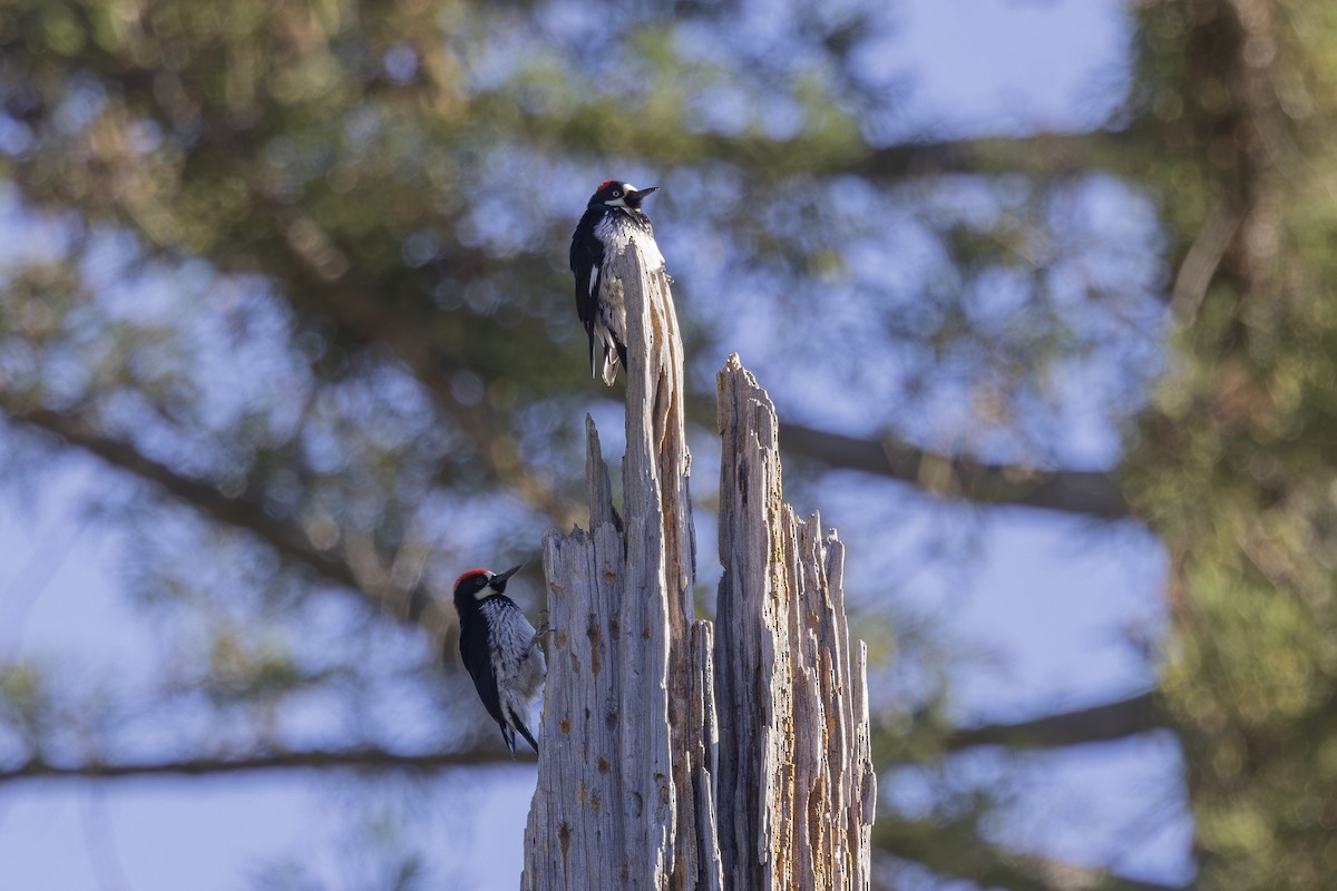 Acorn Woodpecker - ML620503231