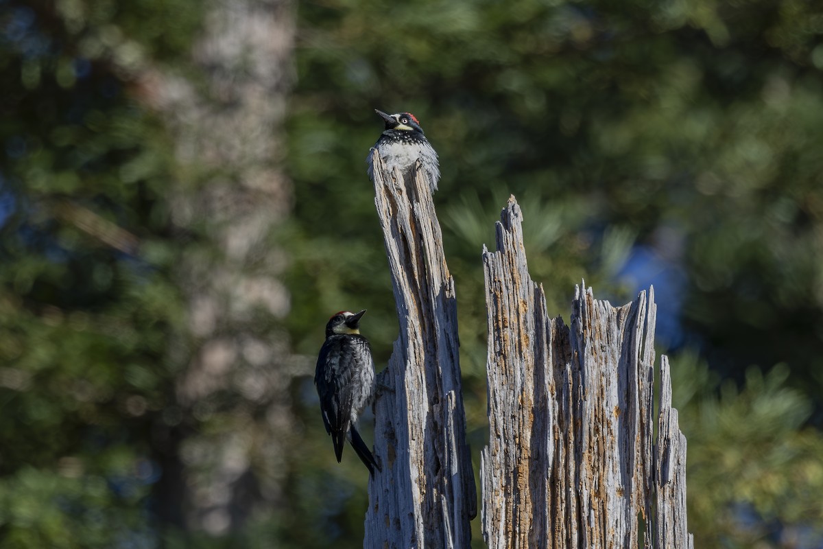 Acorn Woodpecker - ML620503232