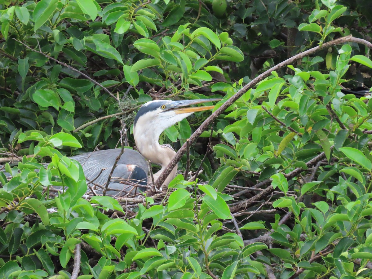 Great Blue Heron - ML620503235