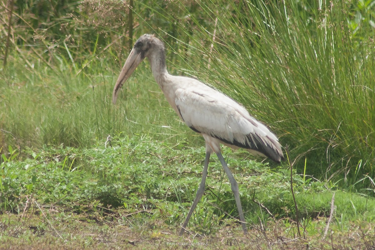 Wood Stork - Pedro Cabello Maleno