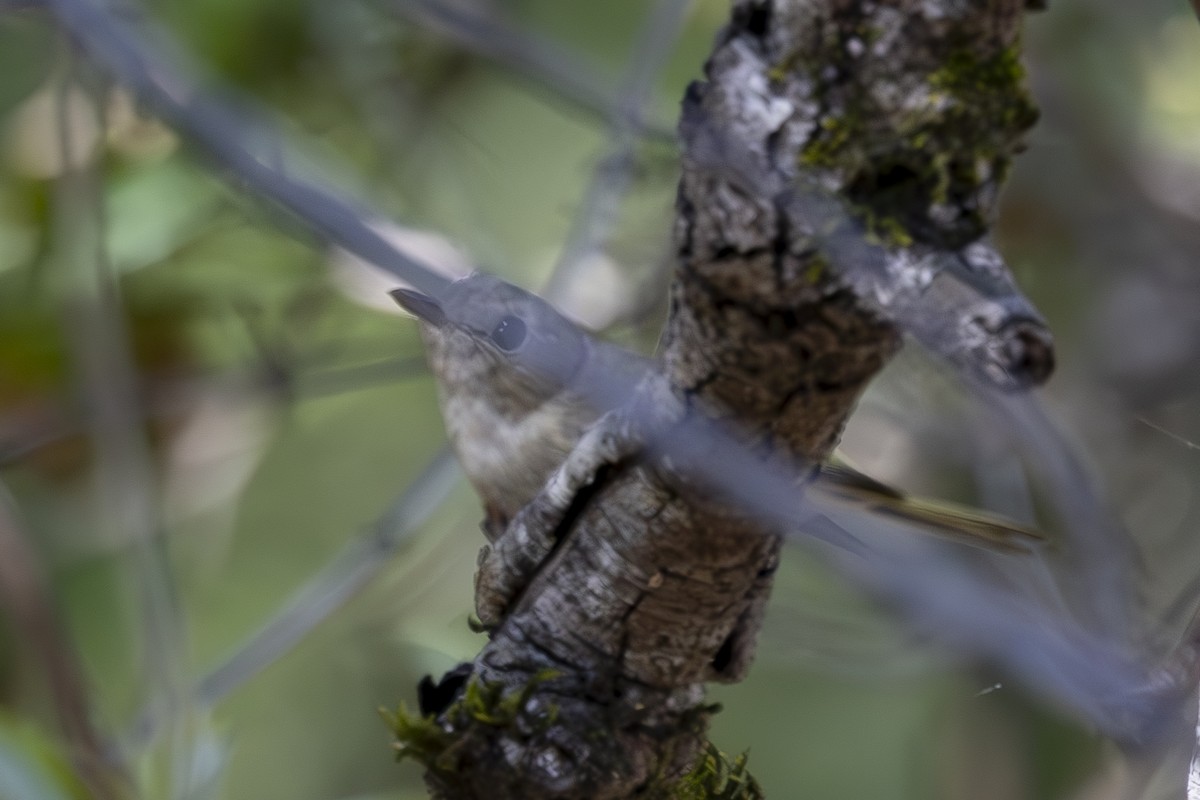 Hutton's Vireo - ML620503240