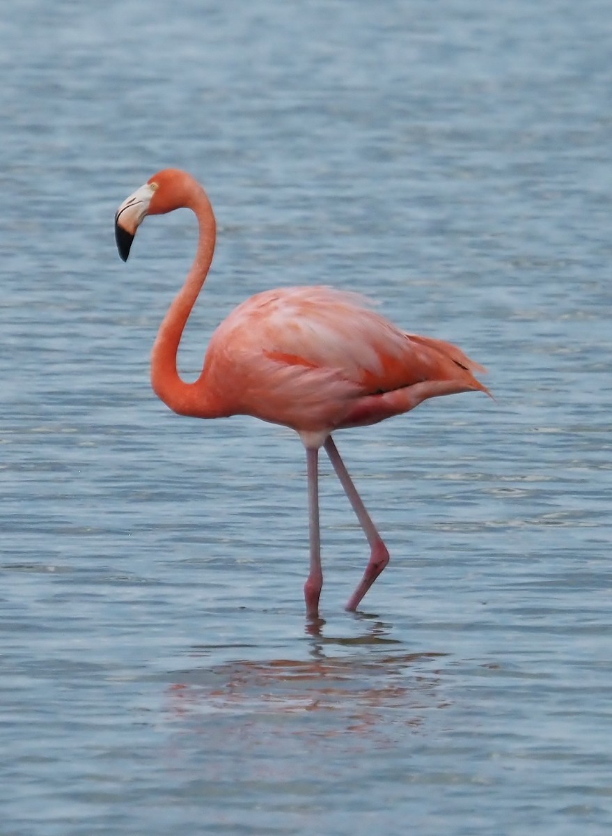 Amerika Flamingosu - ML620503242