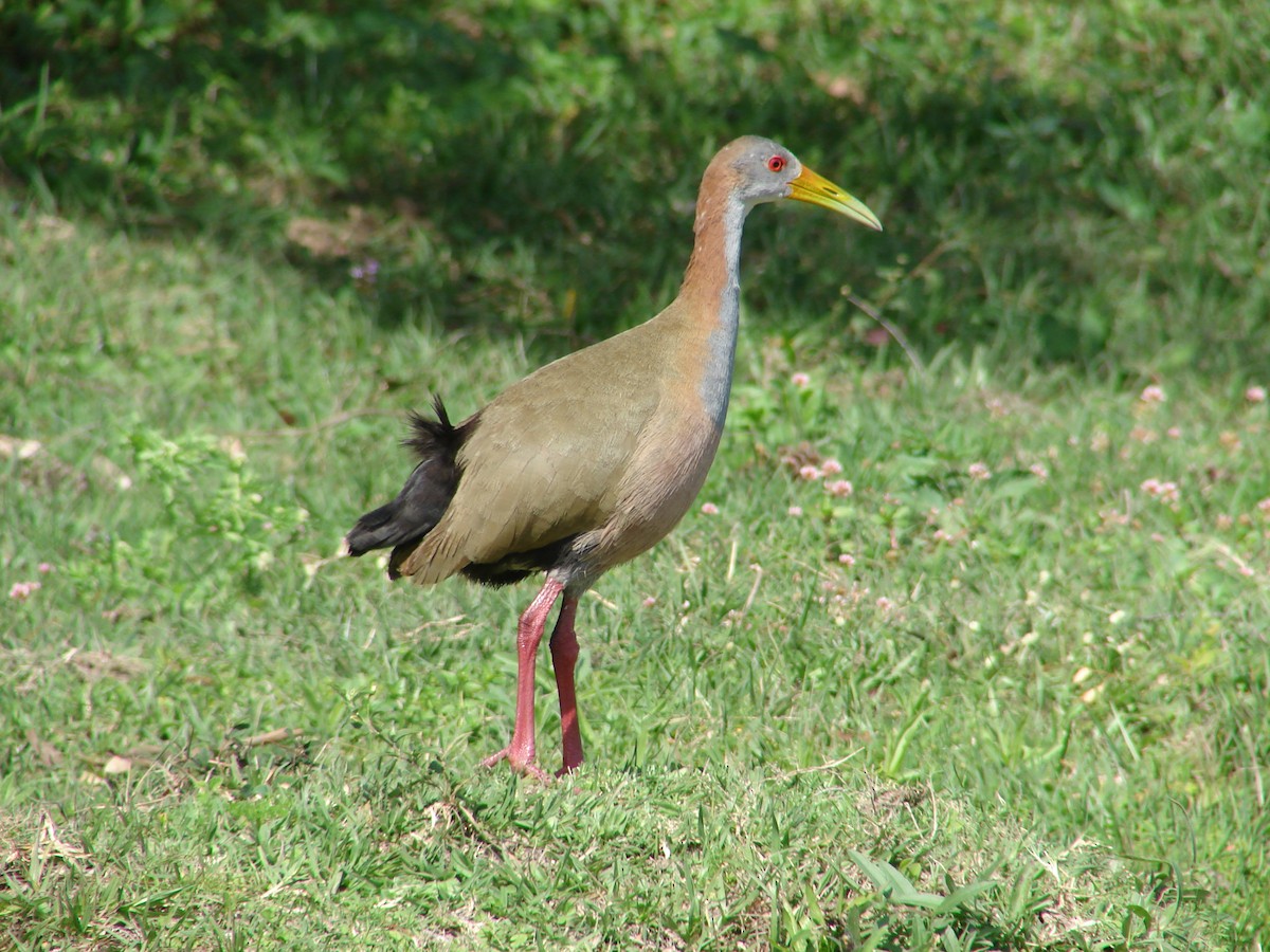 Giant Wood-Rail - ML620503246