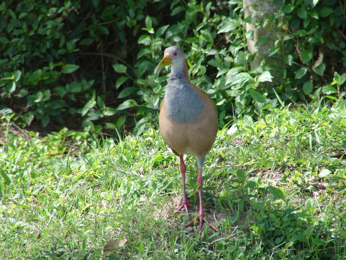 Giant Wood-Rail - ML620503247